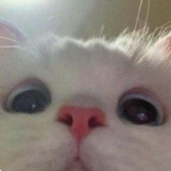 Meet your Posher, Pikamega2000 - Picture 1 of 1